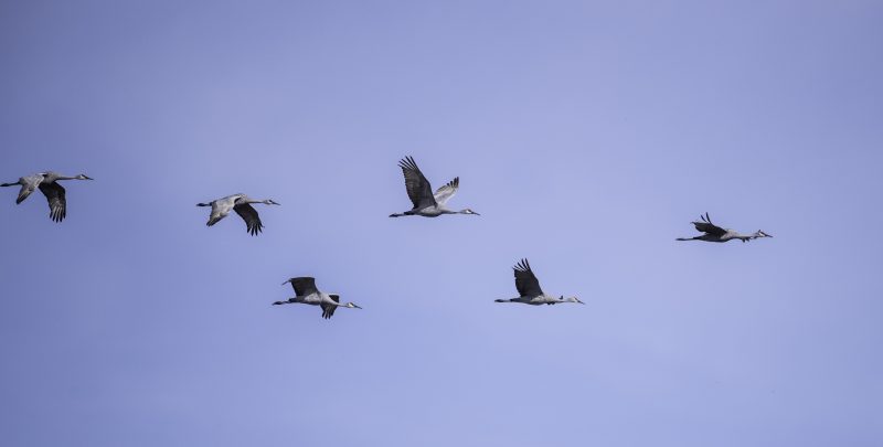 Cranes Flying inthe sky